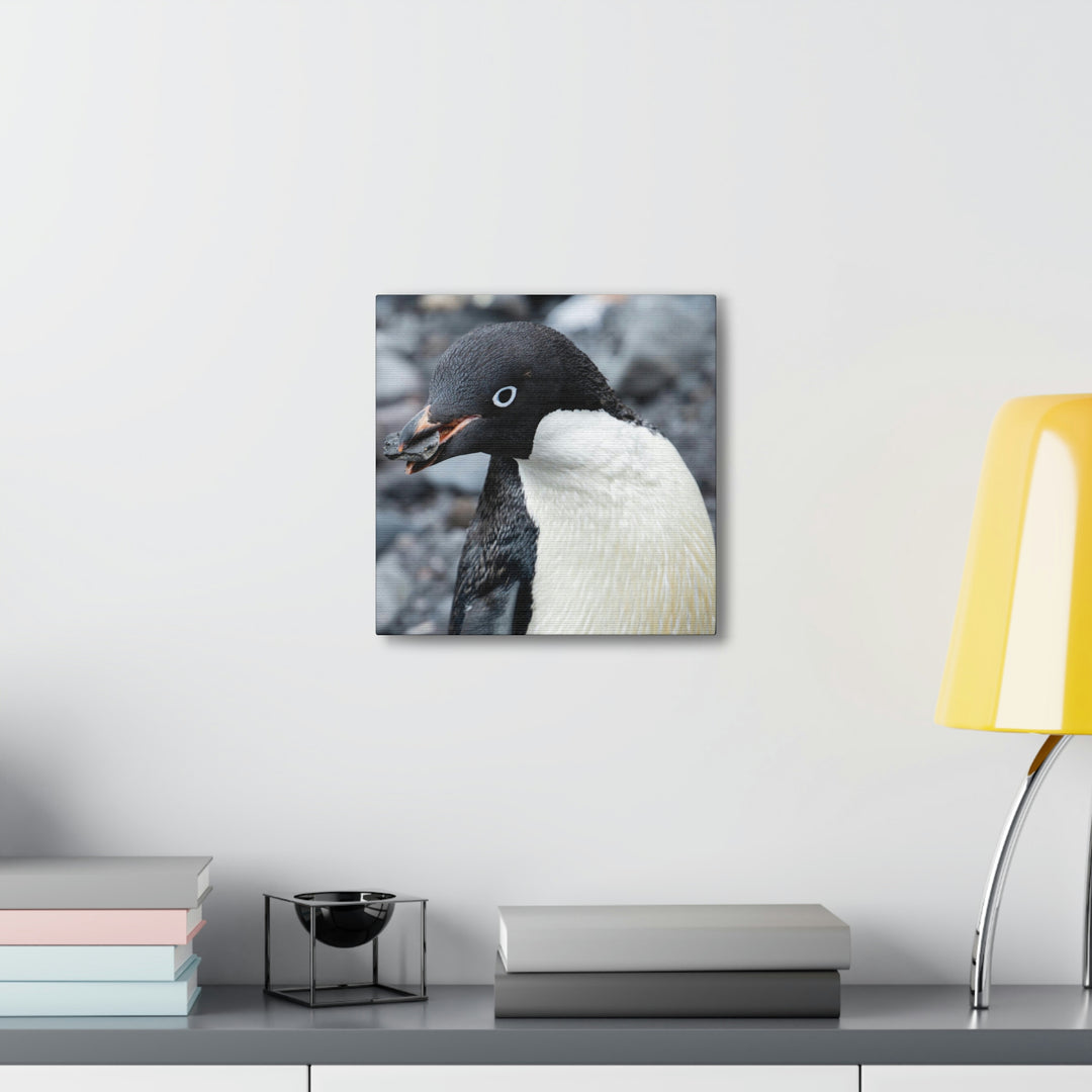 A Penguin's Pebble - Canvas