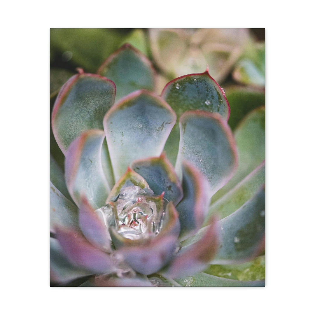 Stunning Succulent - Canvas