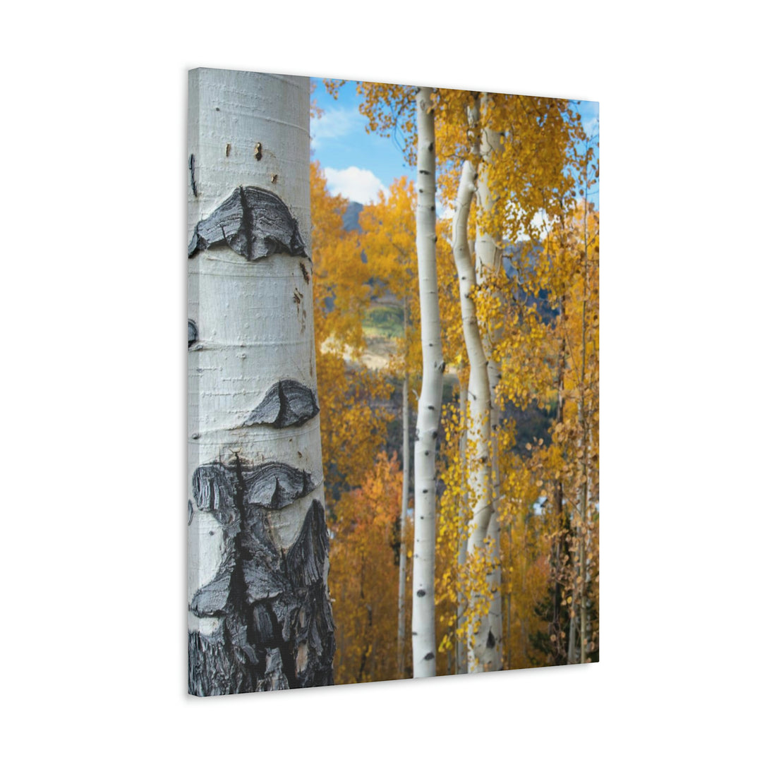 Aspens Changing - Canvas