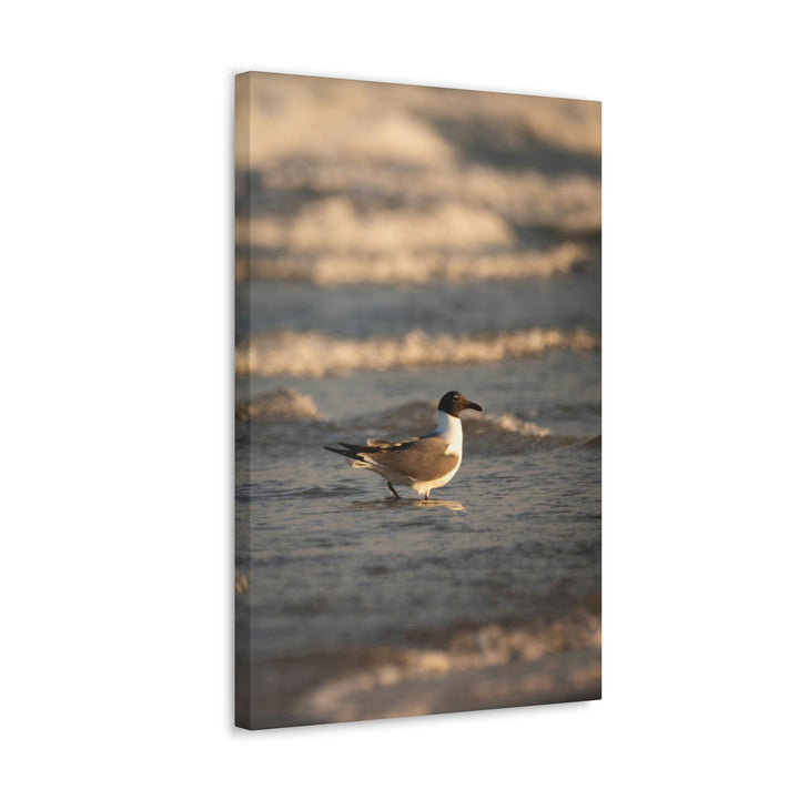 Laughing Gull in the Surf - Canvas