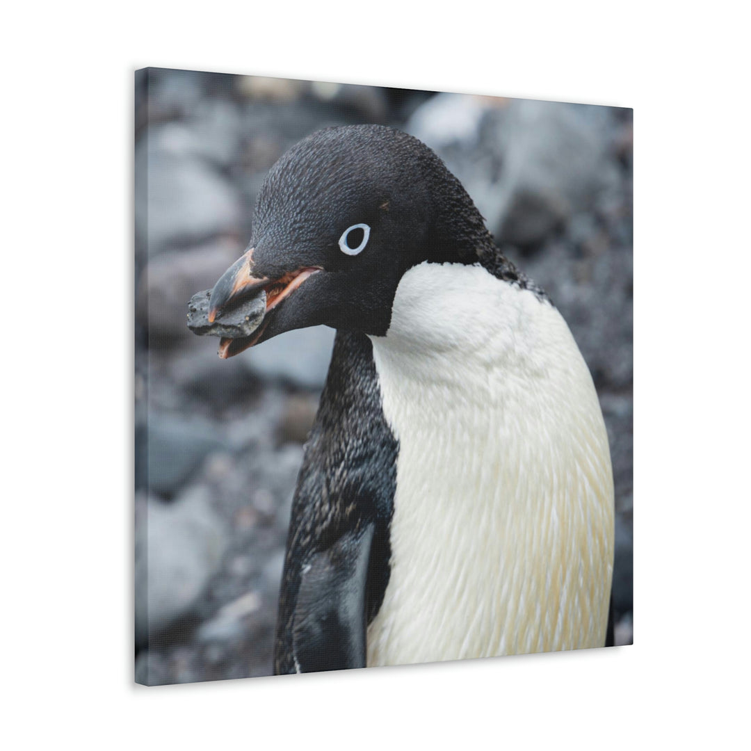 A Penguin's Pebble - Canvas