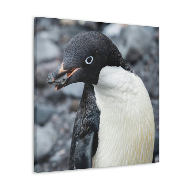 A Penguin's Pebble - Canvas