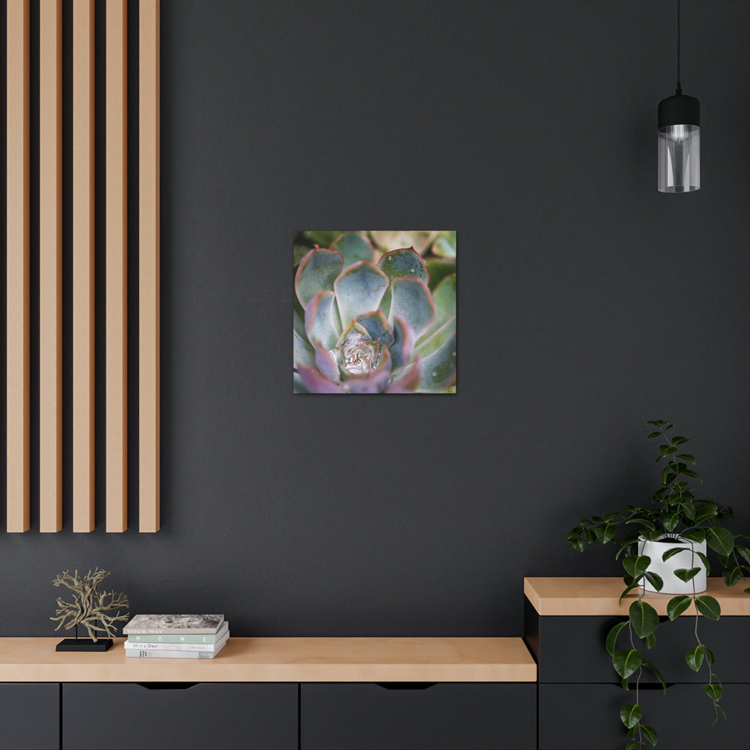 Stunning Succulent - Canvas