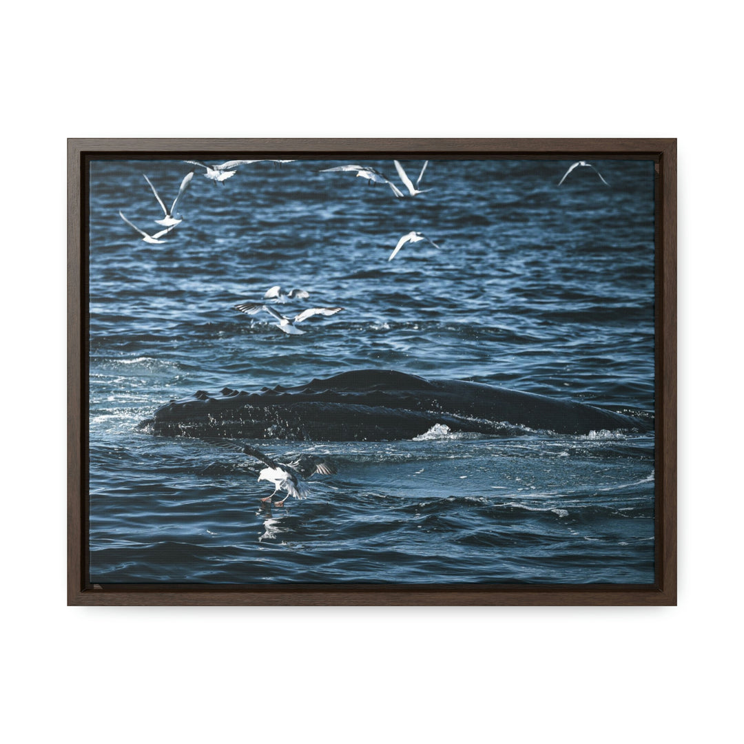 Humpback Hello - Canvas with Frame