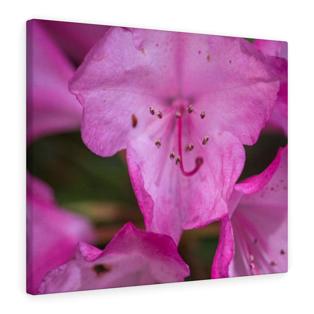 Soft Pinks - Canvas