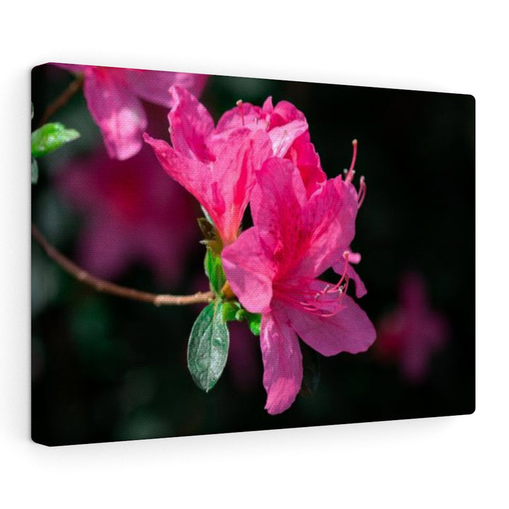 Standout Azalea - Canvas