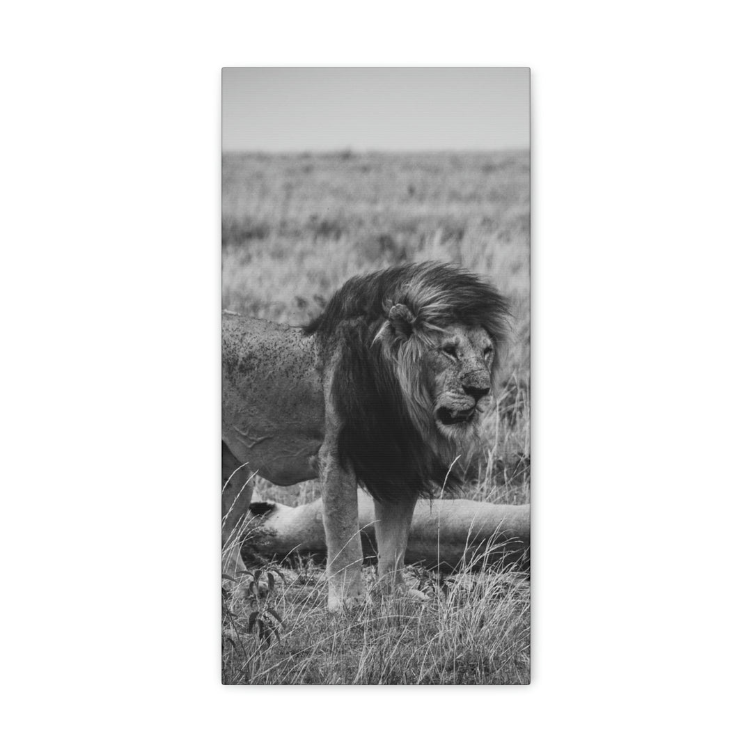 Mating Lions in Black and White - Canvas