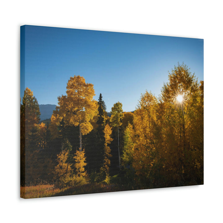 Sun Through the Aspens - Canvas