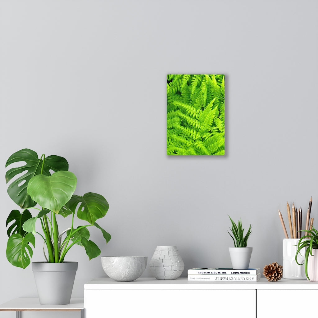 Ferns, Ferns, Ferns - Canvas