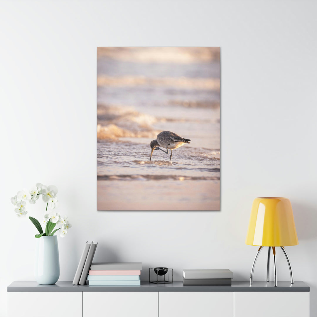 Willet Itch - Canvas