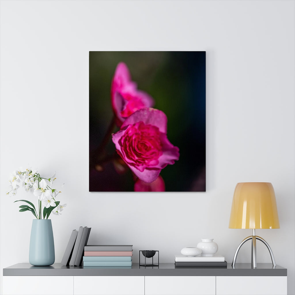 Hybrid Tea Lily - Canvas