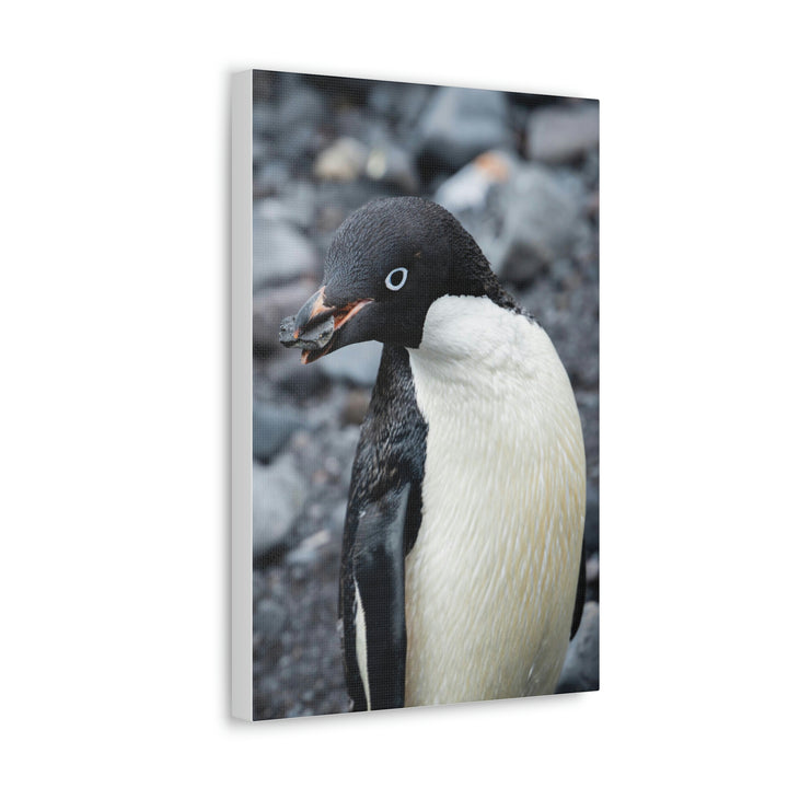 A Penguin's Pebble - Canvas