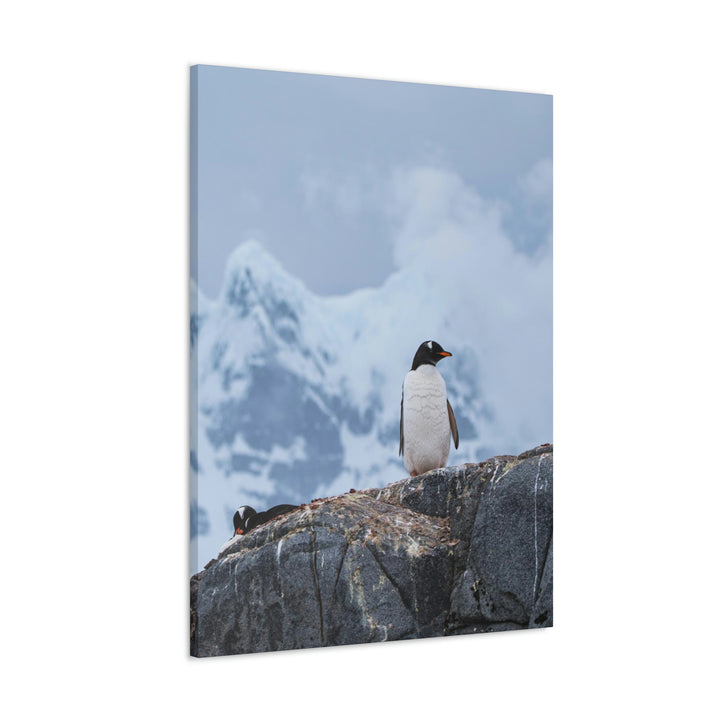 Poised Penguin - Canvas