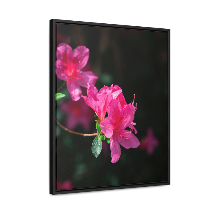 Standout Azalea - Canvas with Frame - Visiting This World