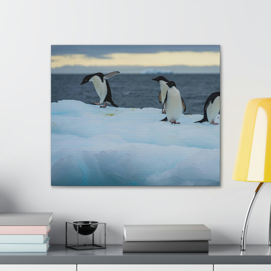 Penguin Dance - Canvas