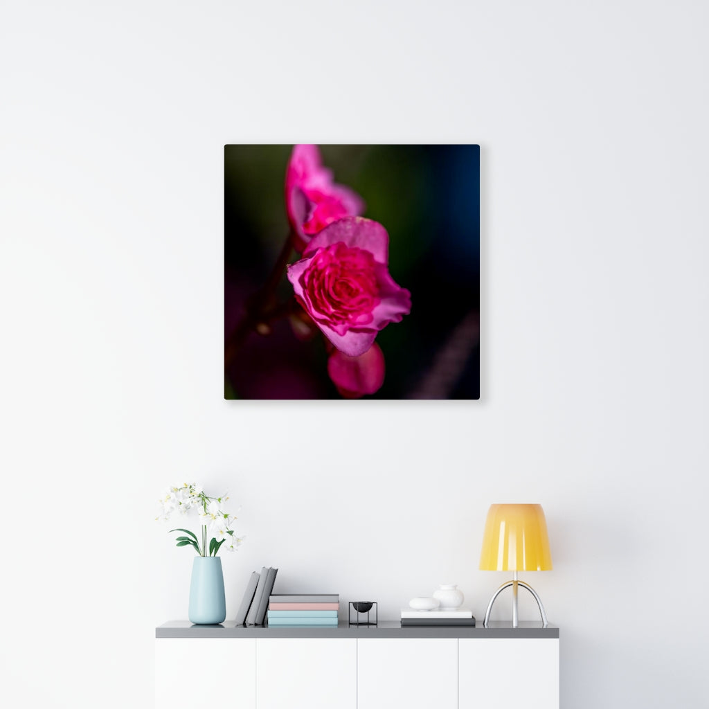 Hybrid Tea Lily - Canvas