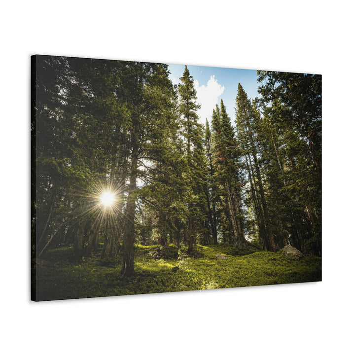 Forest Light - Canvas