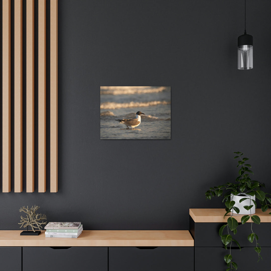 Laughing Gull in the Surf - Canvas