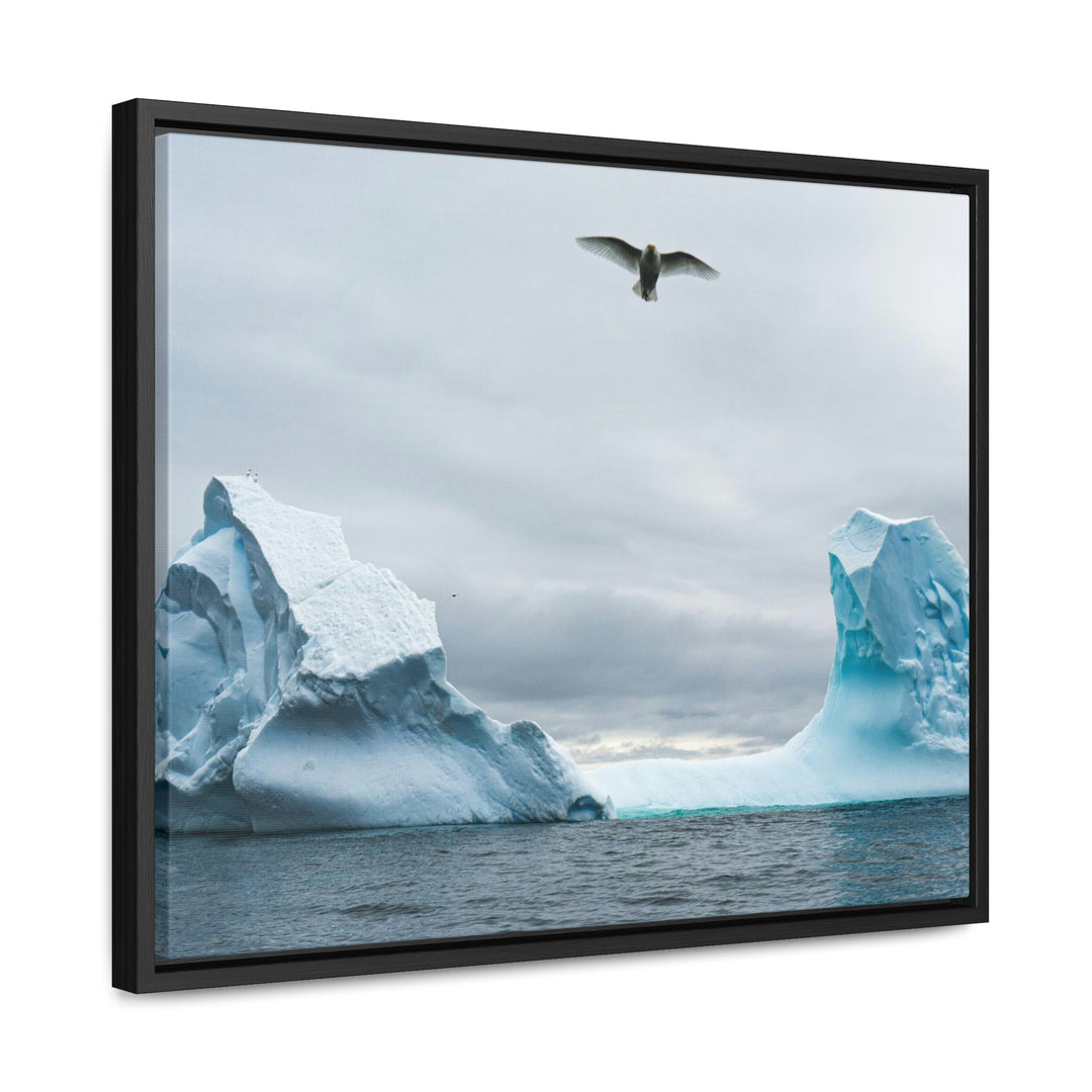 Antarctic Flight - Canvas with Frame