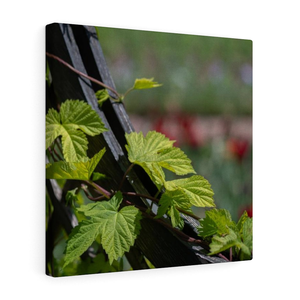 Ivy-Covered Fence - Canvas