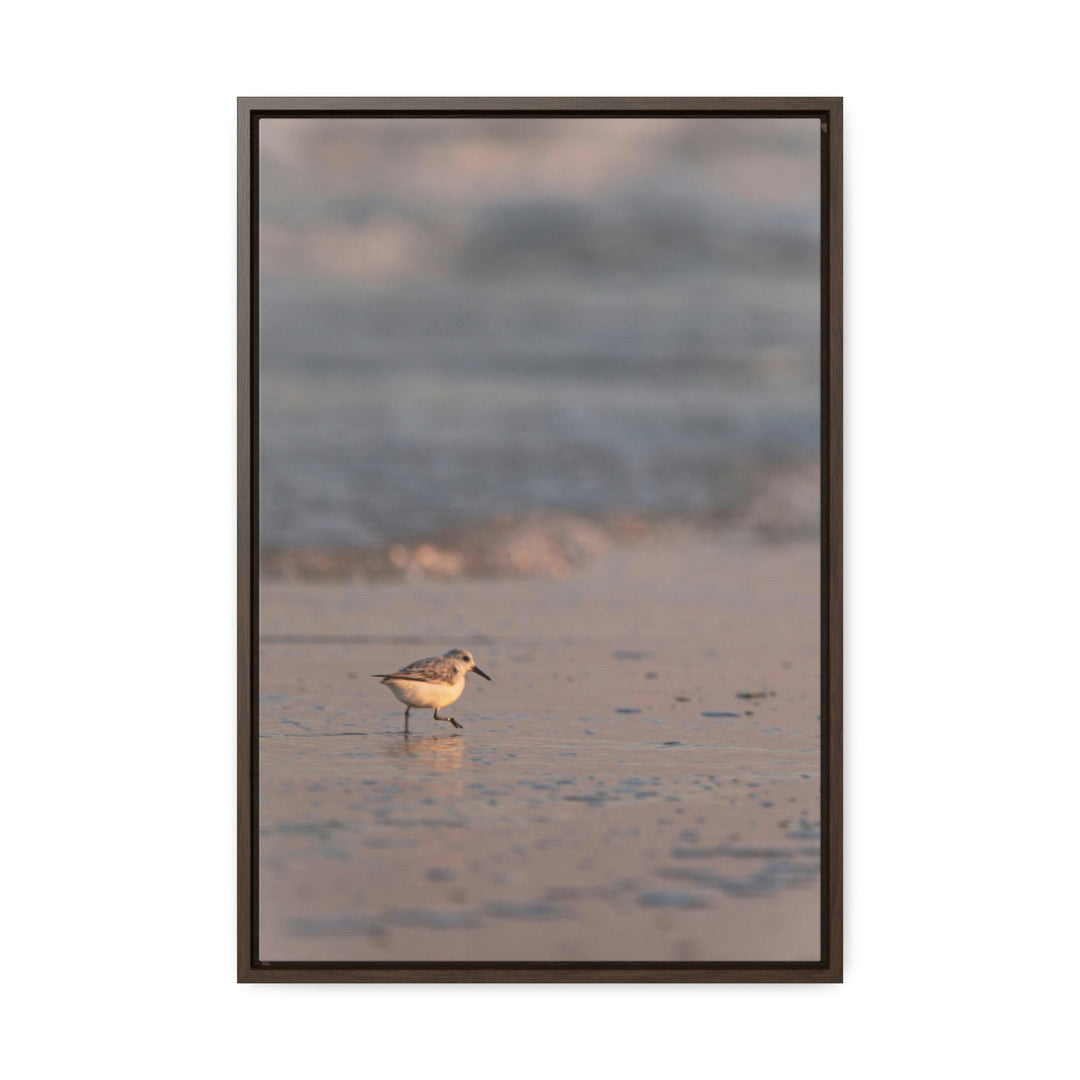 Sanderling in Soft Dusk Light - Canvas with Frame