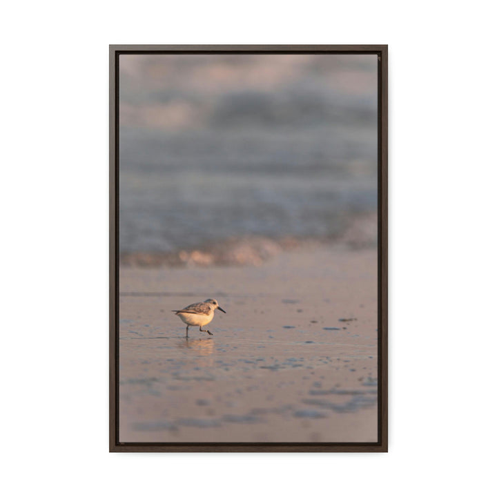 Sanderling in Soft Dusk Light - Canvas with Frame