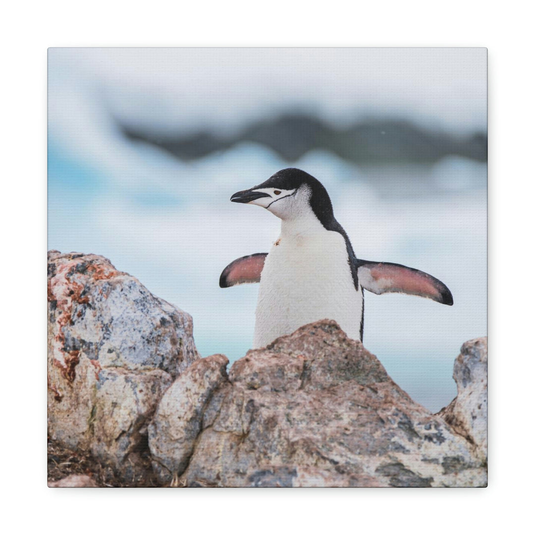 Stretched Penguin - Canvas