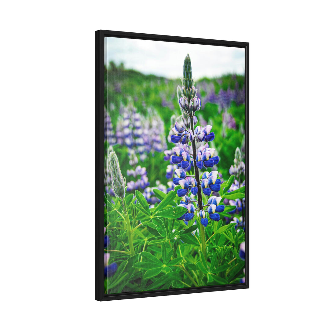 Glowing Lupin - Canvas with Frame