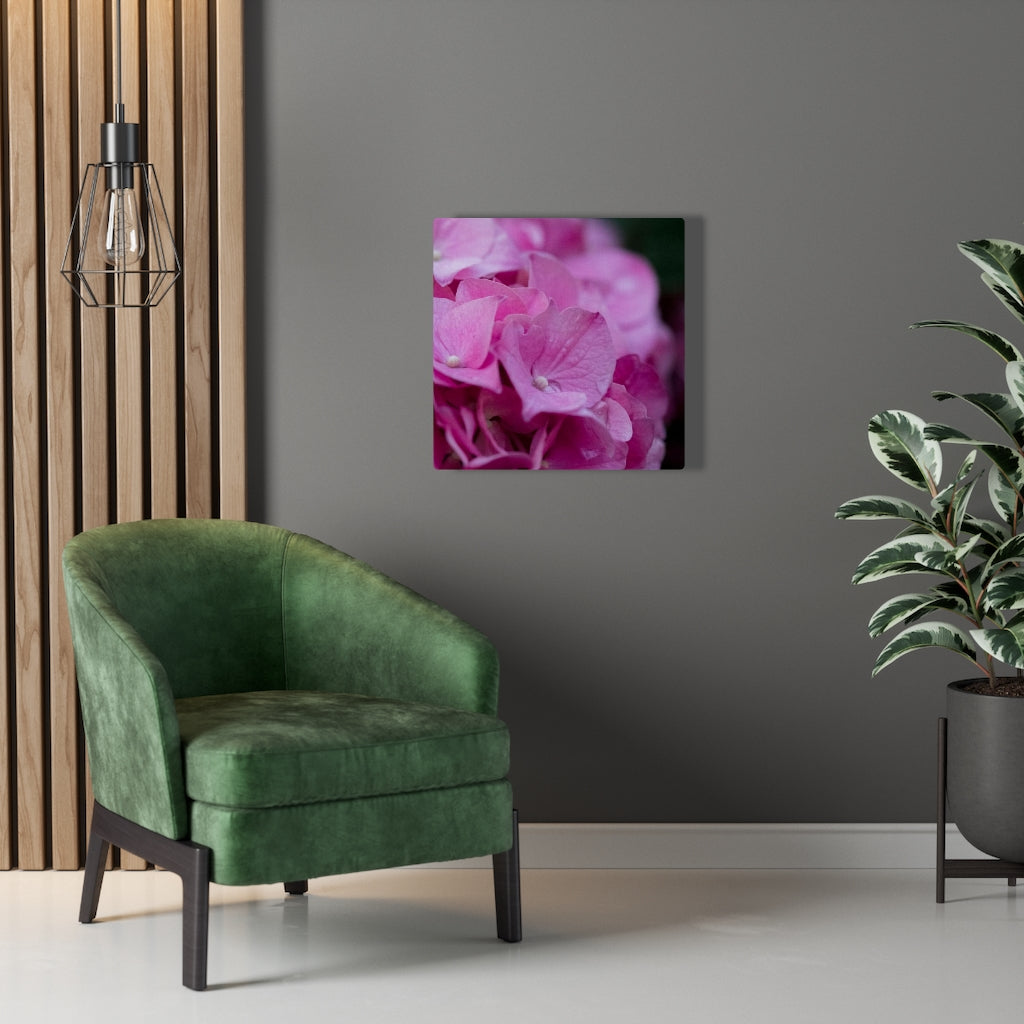 Pink Hydrangea Detail - Canvas