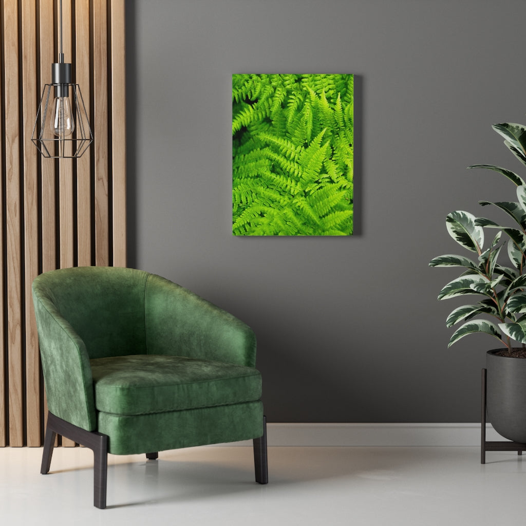 Ferns, Ferns, Ferns - Canvas