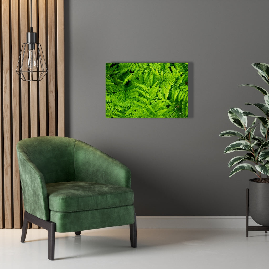 Ferns, Ferns, Ferns - Canvas