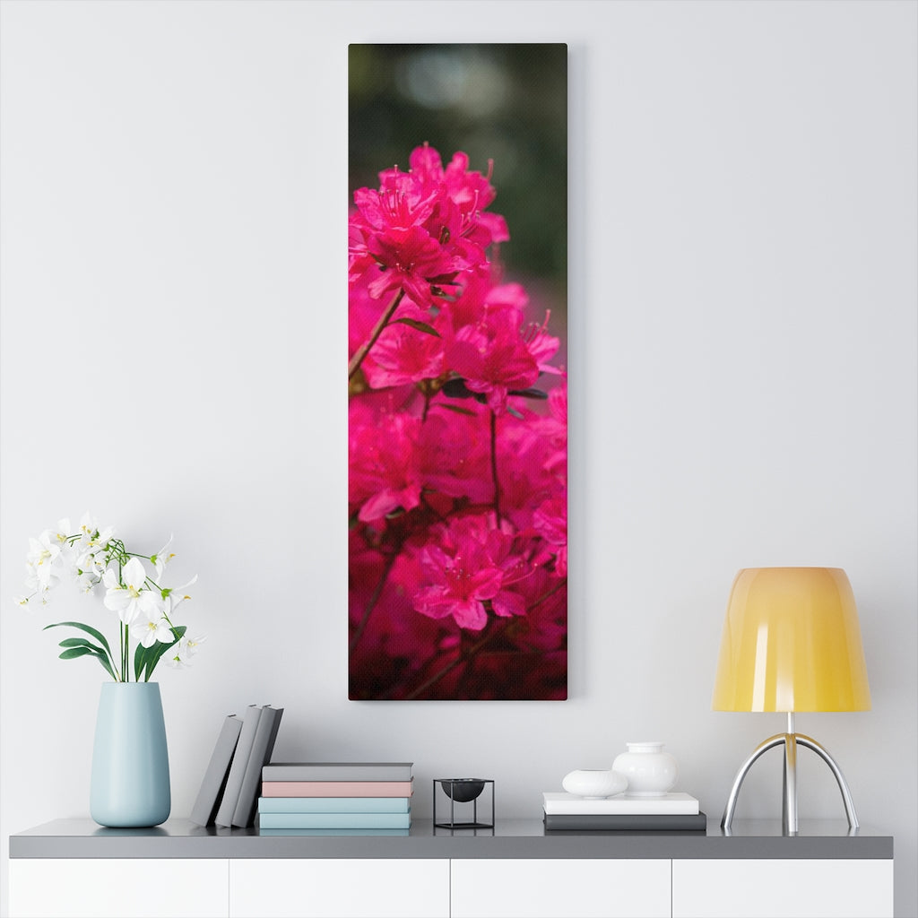 Full Bloom - Canvas