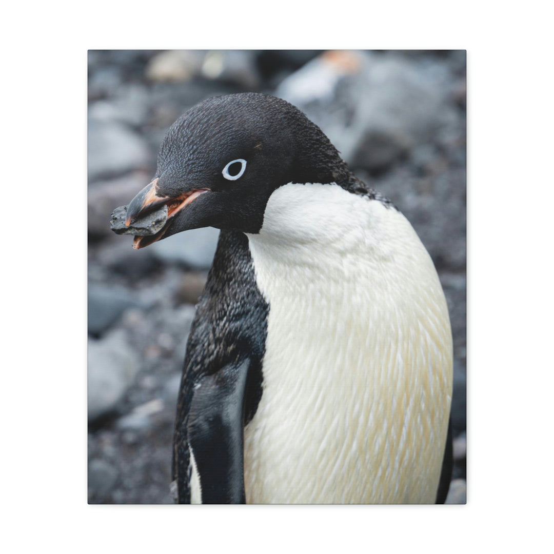 A Penguin's Pebble - Canvas