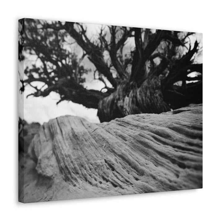 Desert Reach in Black and White - Canvas