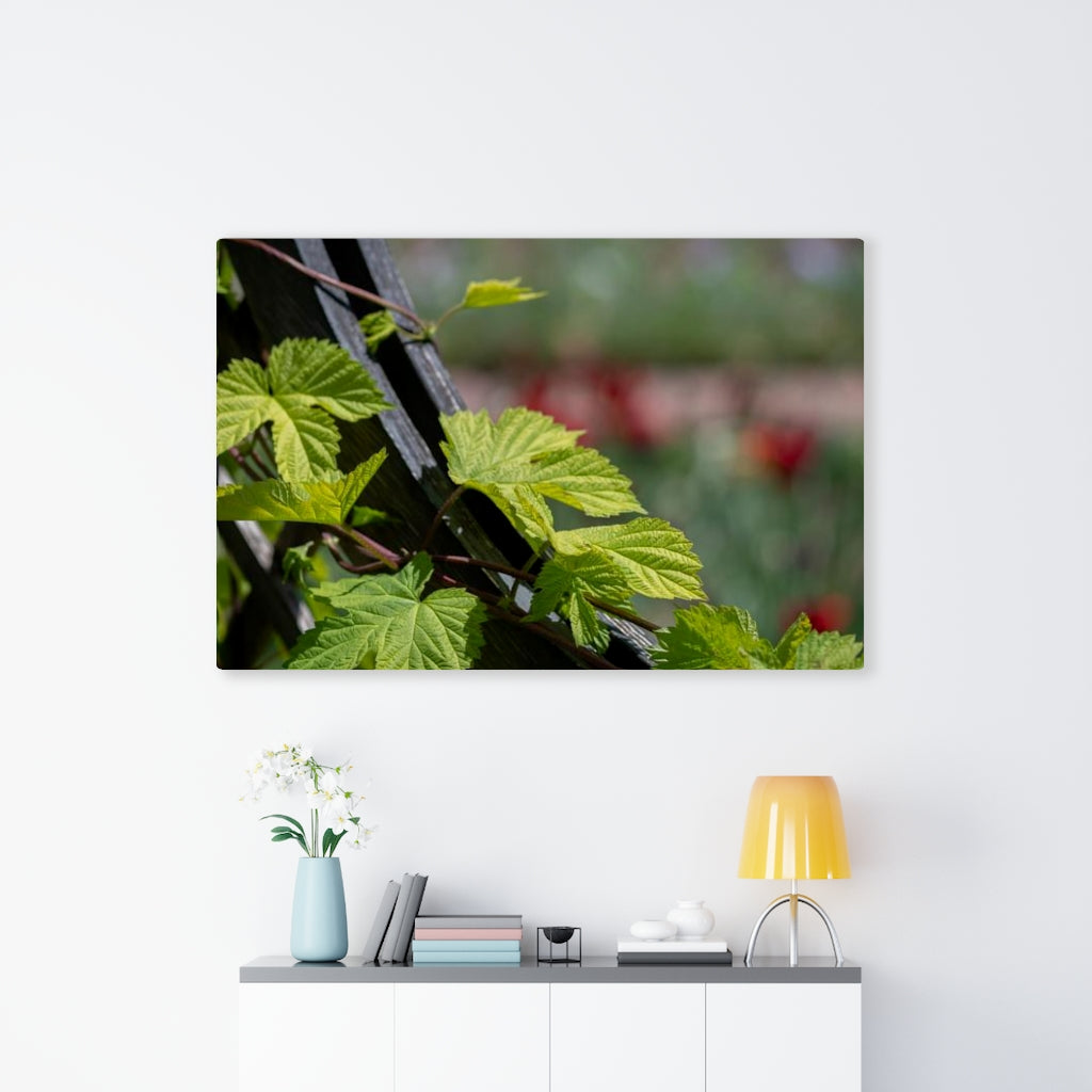 Ivy-Covered Fence - Canvas