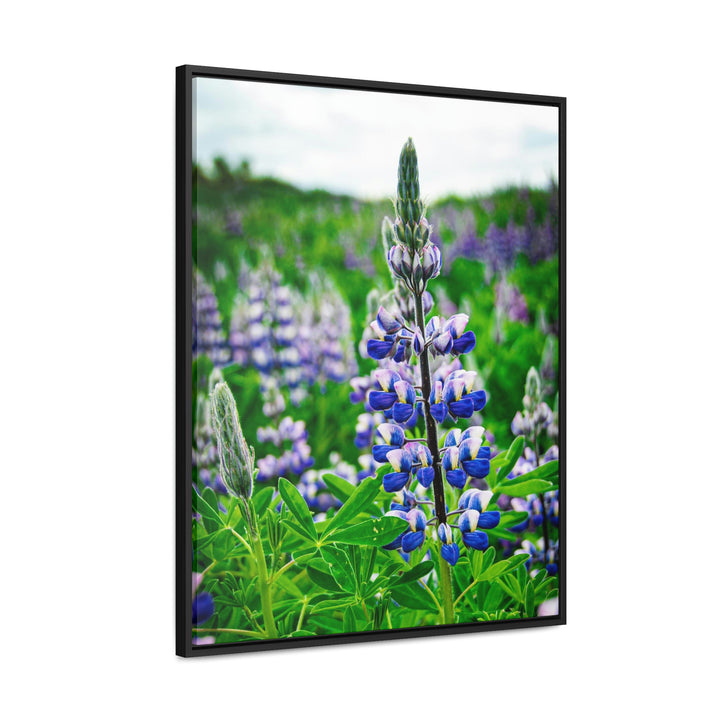 Glowing Lupin - Canvas with Frame