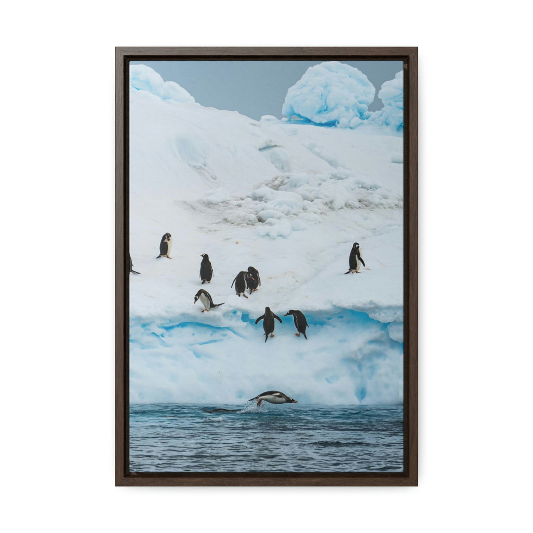 Porpoising Penguin - Canvas with Frame