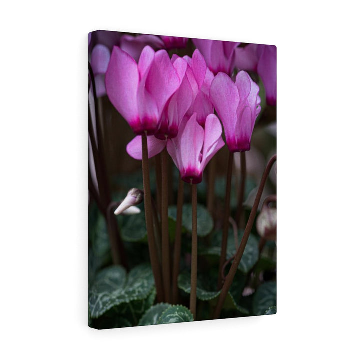 Cyclamen Reach - Canvas