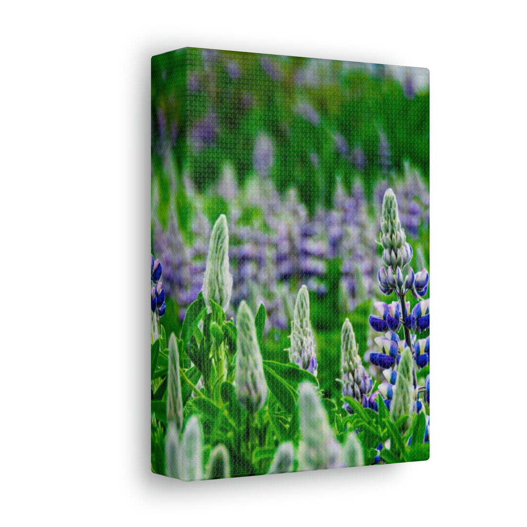 Glowing Lupin with Mountains - Canvas