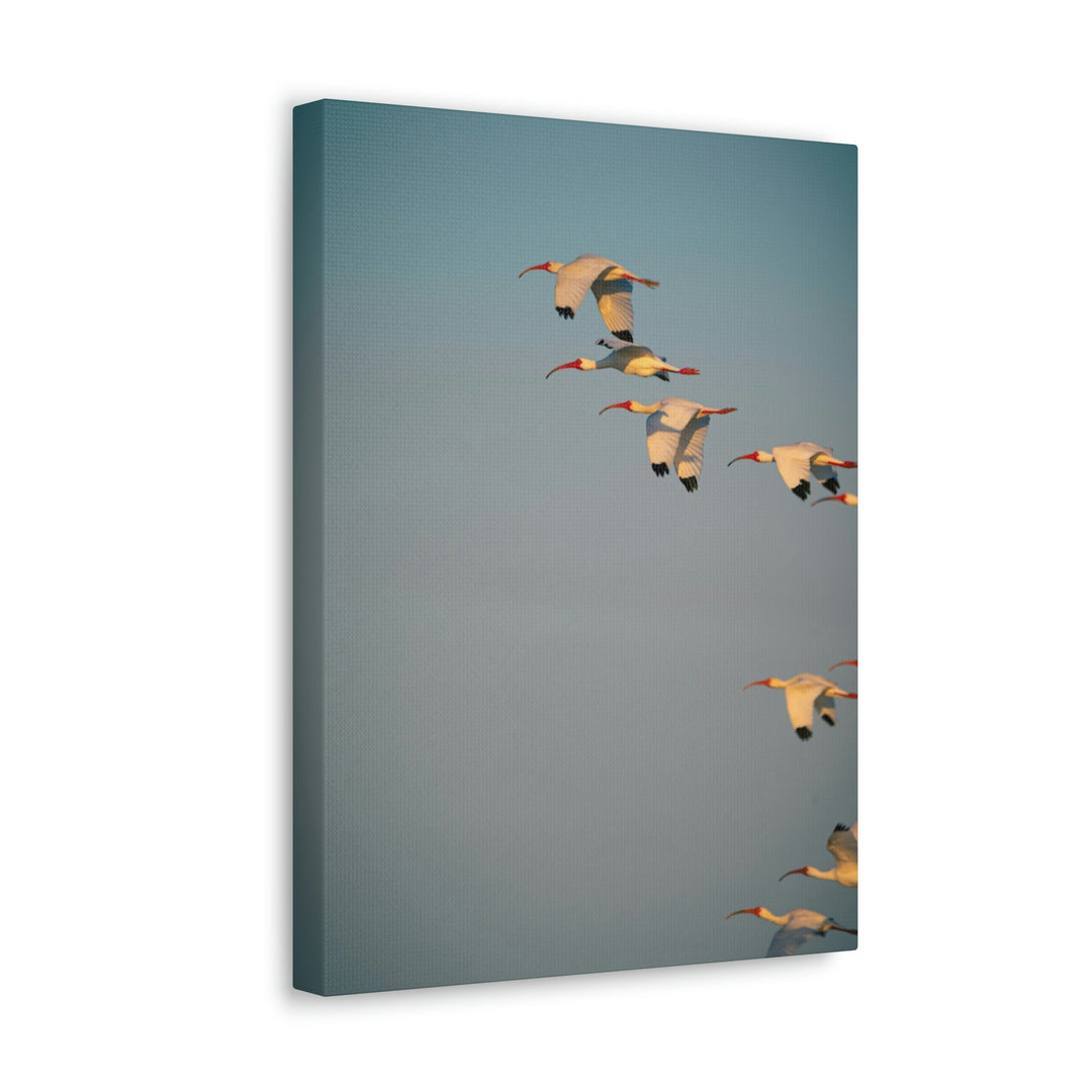 White Ibis in Flight - Canvas