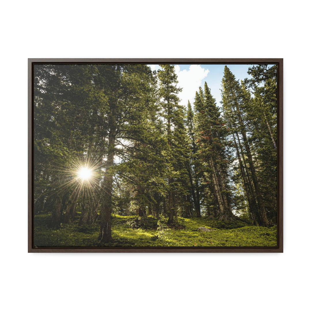 Forest Light - Canvas with Frame