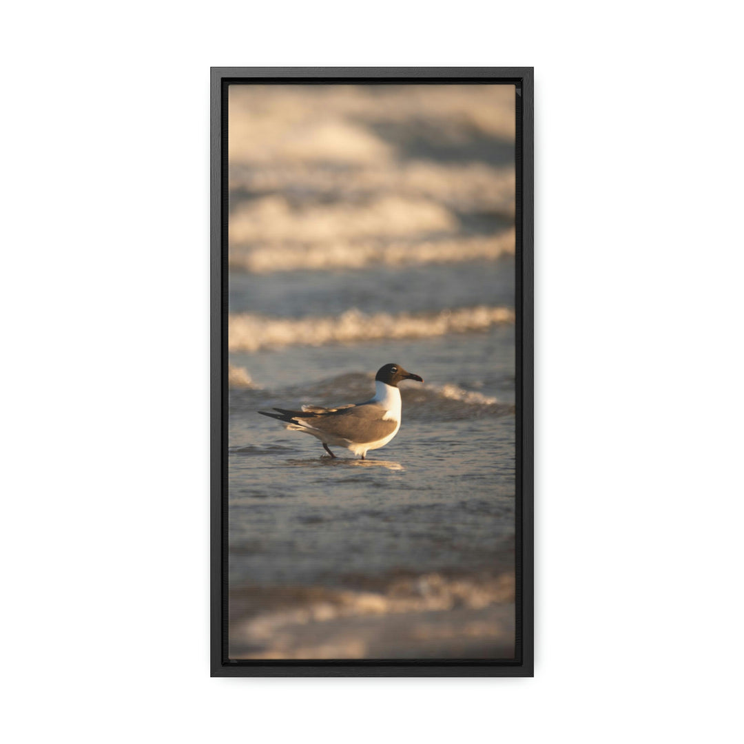 Laughing Gull in the Surf - Canvas with Frame