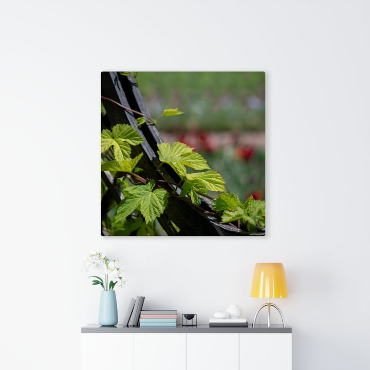 Ivy-Covered Fence - Canvas