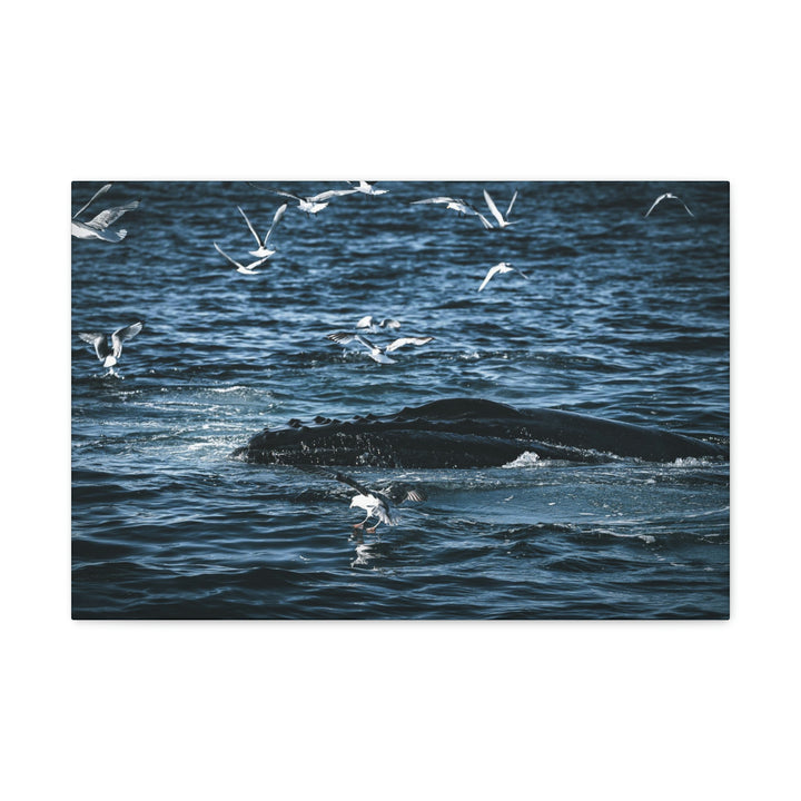 Humpback Hello - Canvas