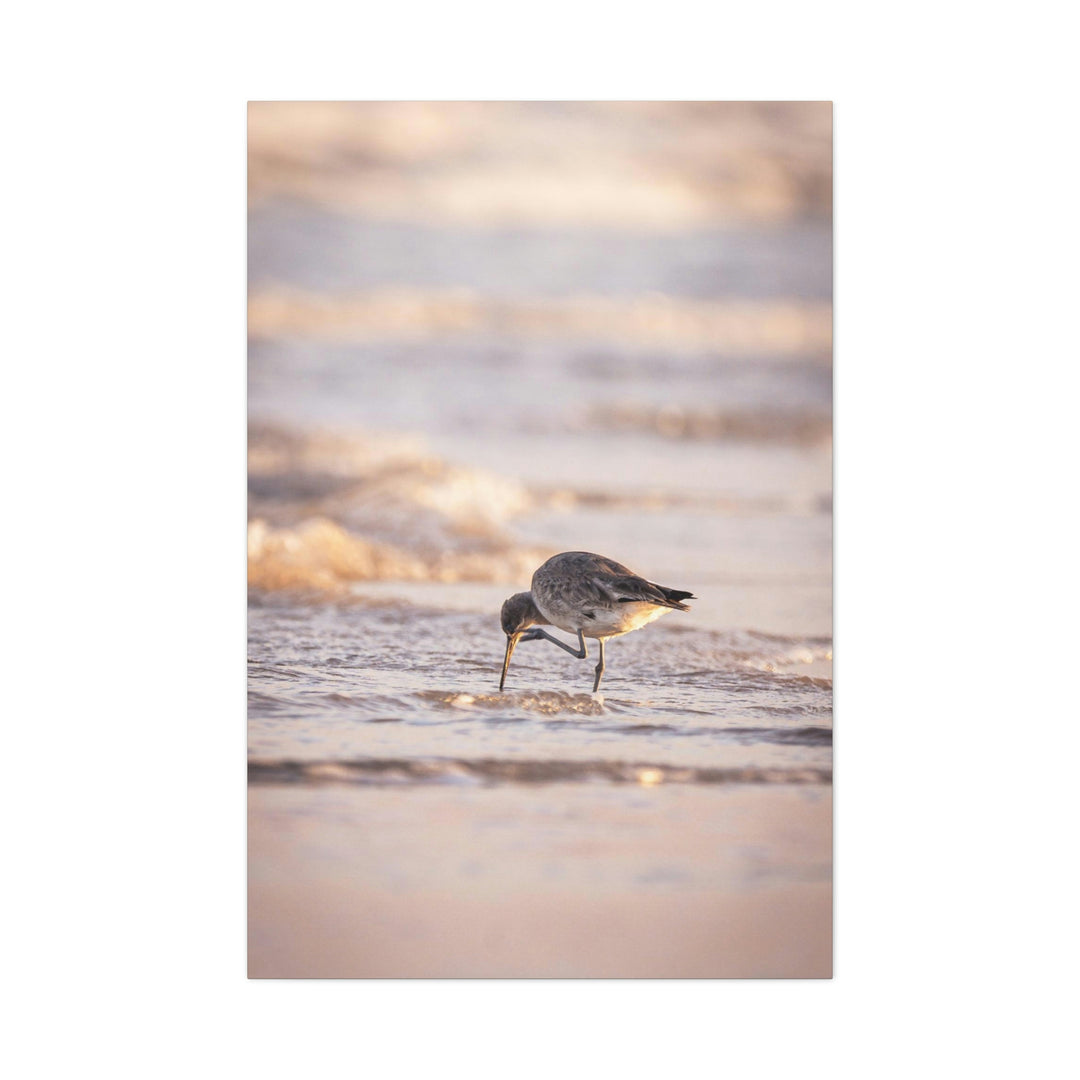 Willet Itch - Canvas