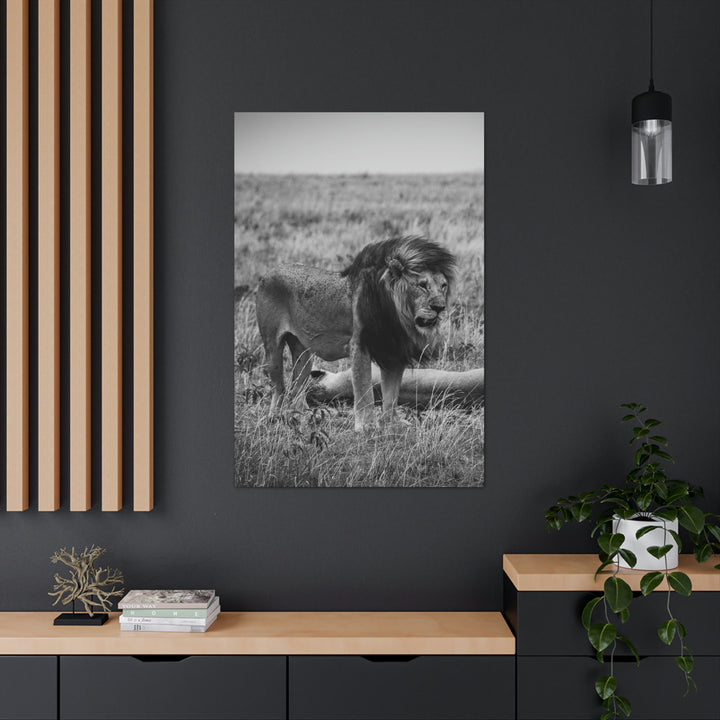 Mating Lions in Black and White - Canvas