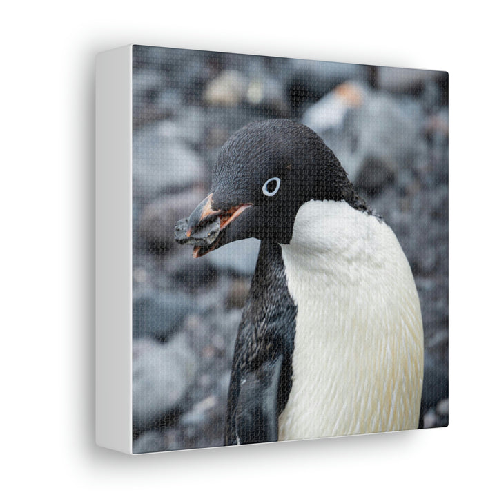 A Penguin's Pebble - Canvas