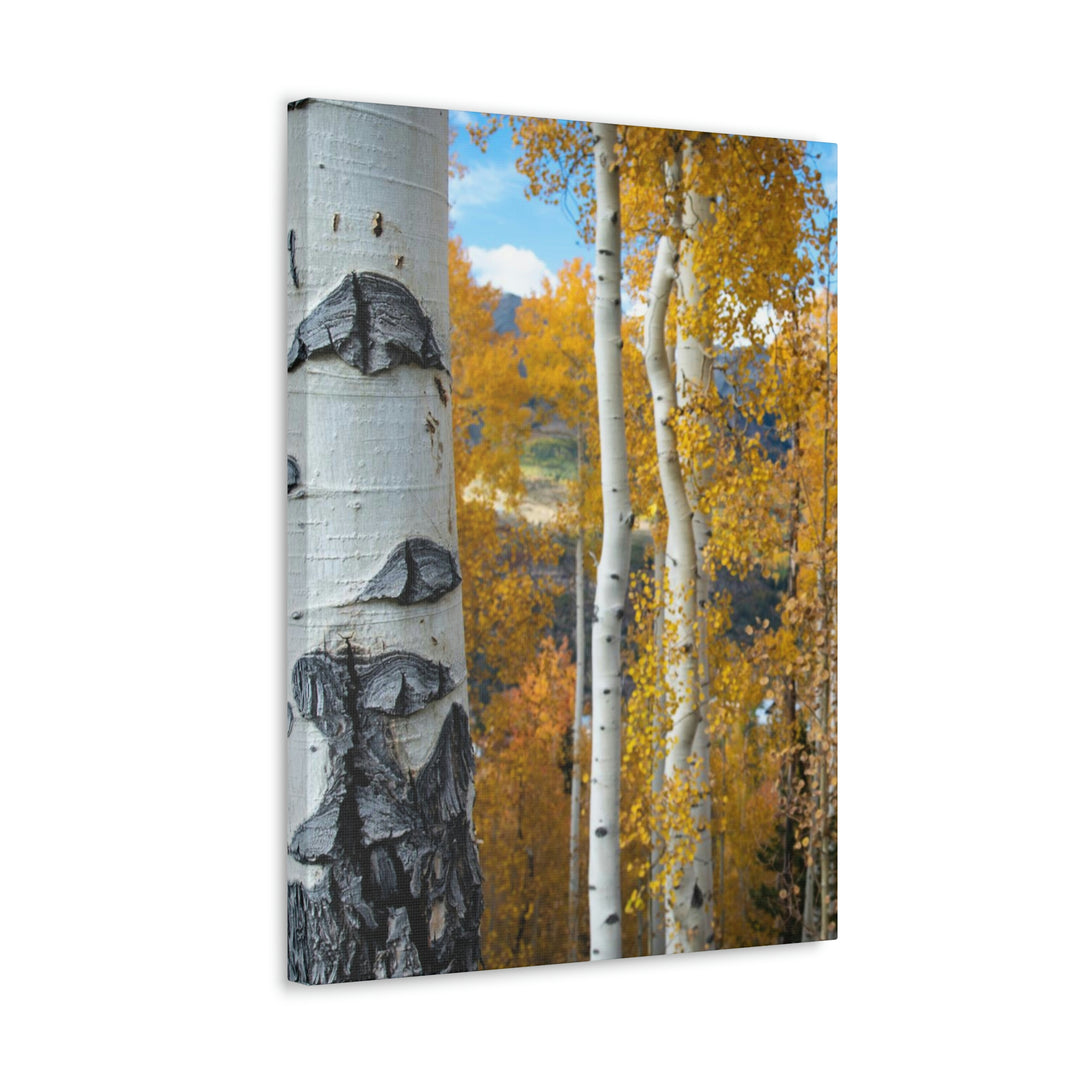 Aspens Changing - Canvas