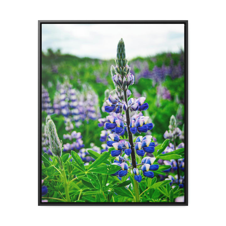 Glowing Lupin - Canvas with Frame