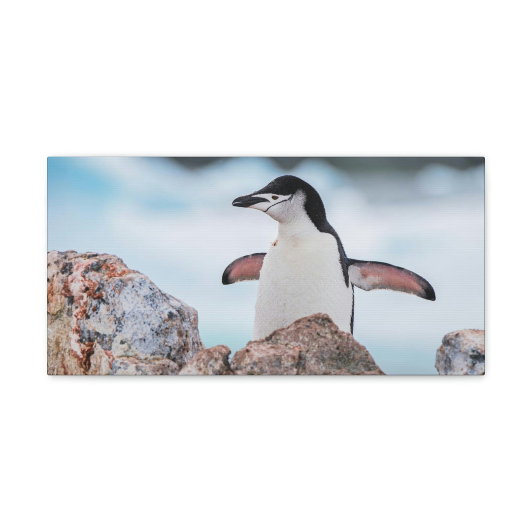 Stretched Penguin - Canvas